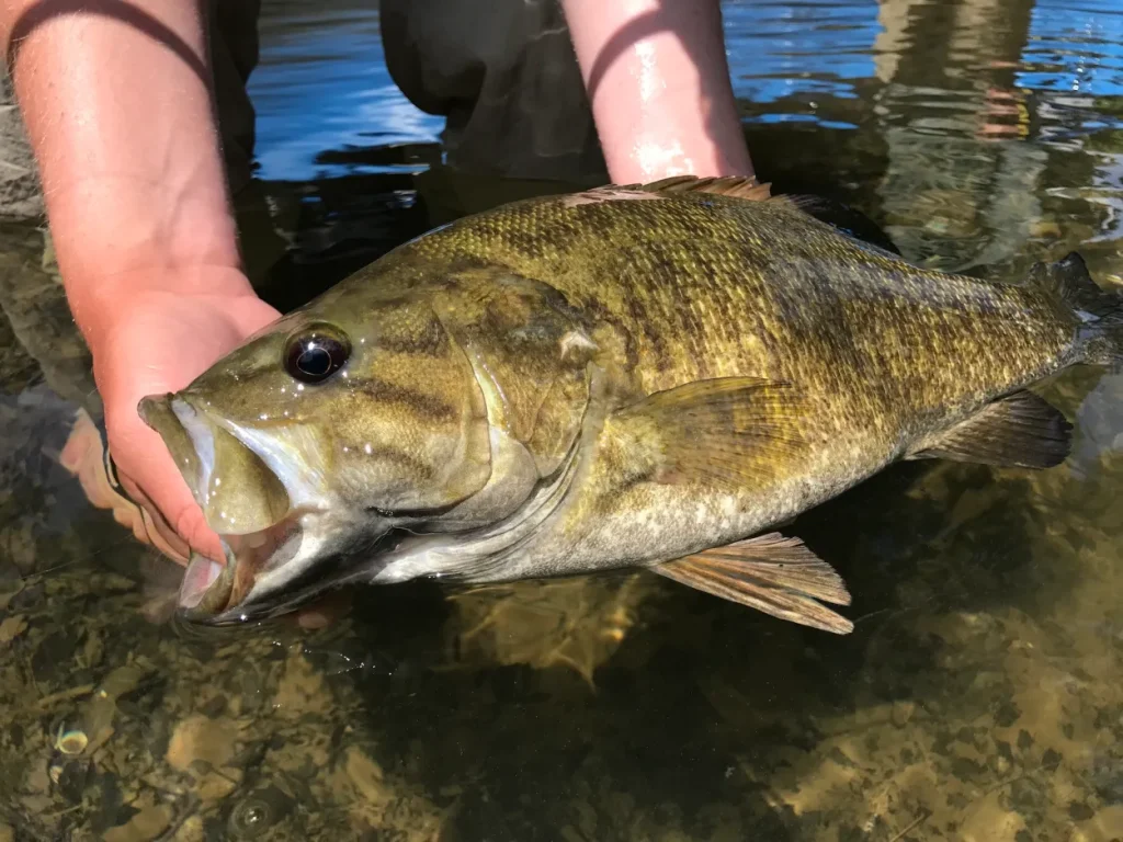 Smallmouth bass striking a topwater popper among schooling herring at dawn